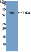 Polyclonal Antibody to C-Type Natriuretic Peptide (CNP)