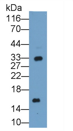 PAA726Bo01.jpg