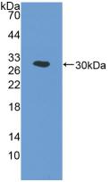 Polyclonal Antibody to Cyclooxygenase 1 (COX-1)