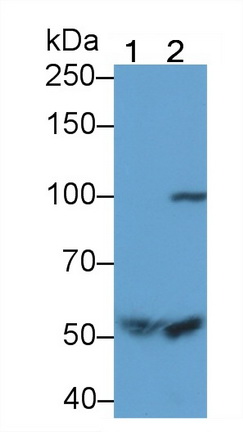 Polyclonal Antibody to Activated Protein C (APC)