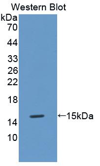 Polyclonal Antibody to Metallothionein 3 (MT3)