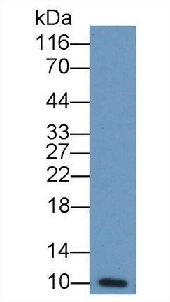 Polyclonal Antibody to Fibroblast Growth Factor 23 (FGF23)