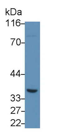Polyclonal Antibody to Fibroblast Growth Factor 23 (FGF23)