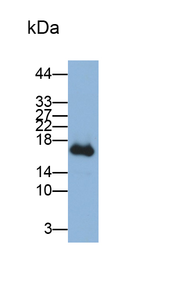 Polyclonal Antibody to Trefoil Factor 2 (TFF2)