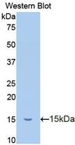 Biotin-Linked Polyclonal Antibody to Trefoil Factor 2 (TFF2)