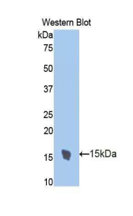 Polyclonal Antibody to Trefoil Factor 2 (TFF2)