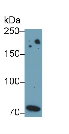 PAA753Mu01.jpg