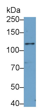 PAA753Ra01.jpg