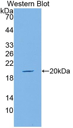 Biotin-Linked Polyclonal Antibody to Mucin 5 Subtype AC (MUC5AC)