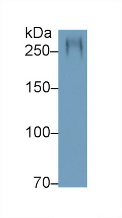PAA756Ra01.jpg