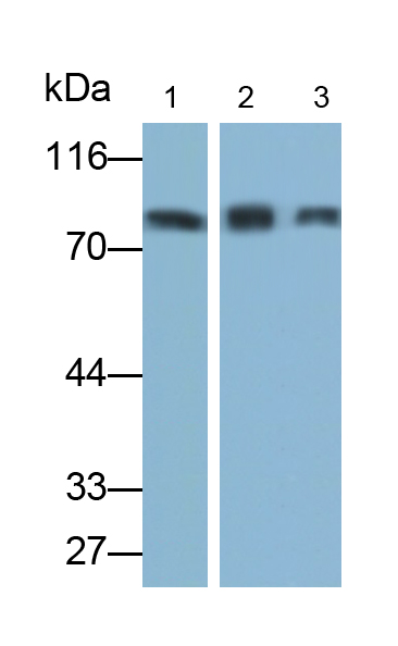 PAA762Hu01.jpg