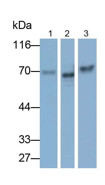 PAA763Mu01.jpg