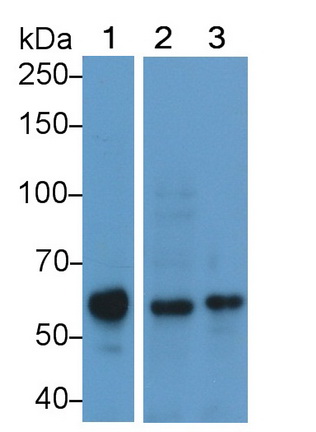 Polyclonal Antibody to Podocalyxin (PODXL)