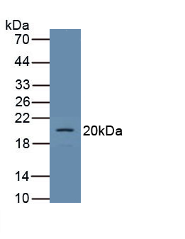 Polyclonal Antibody to Podocalyxin (PODXL)