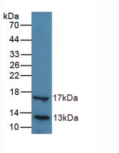 Polyclonal Antibody to Lipase, Hepatic (LIPC)