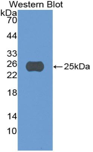 Polyclonal Antibody to Caspase 5 (CASP5)