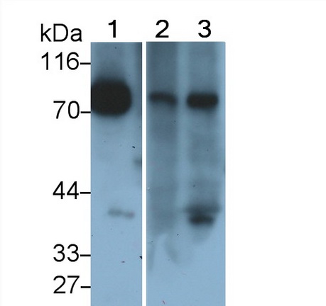 Polyclonal Antibody to Lactoferrin (LTF)