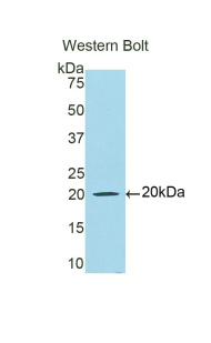 Polyclonal Antibody to Lactoferrin (LTF)