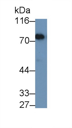 Polyclonal Antibody to Lactoferrin (LTF)