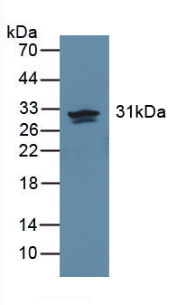 PAA782Hu01.jpg