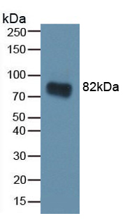 Polyclonal Antibody to Carbonic Anhydrase II (CA2)
