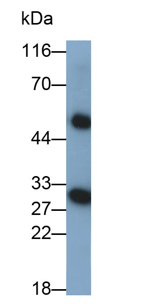 PAA782Si02.jpg