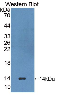 Polyclonal Antibody to Kidney Injury Molecule 1 (Kim1)