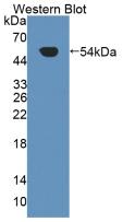 Polyclonal Antibody to Kidney Injury Molecule 1 (Kim1)