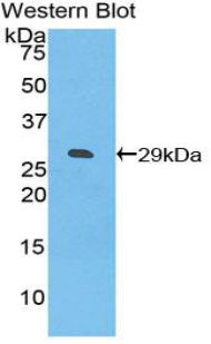 Polyclonal Antibody to Inducible T-Cell Co Stimulator Ligand (ICOSLG)