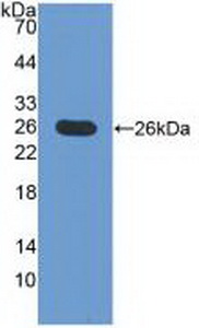 Polyclonal Antibody to Inducible T-Cell Co Stimulator Ligand (ICOSLG)