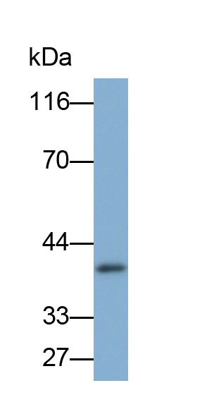 PAA791Hu01.jpg