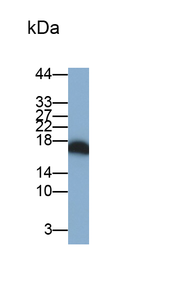 Polyclonal Antibody to Cyclin Dependent Kinase Inhibitor 2A (CDKN2A)