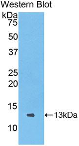 Polyclonal Antibody to Chemokine (C motif) ligand (XCL1)