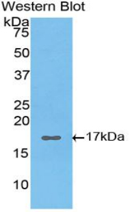 Polyclonal Antibody to Hypoxia Inducible Factor 1 Alpha (HIF1a)