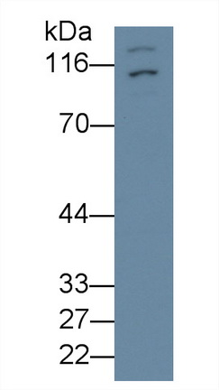 Polyclonal Antibody to Hypoxia Inducible Factor 1 Alpha (HIF1a)