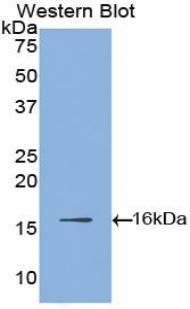 Polyclonal Antibody to Hypoxia Inducible Factor 1 Alpha (HIF1a)