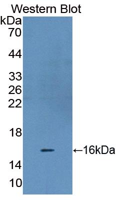 Polyclonal Antibody to Hypoxia Inducible Factor 1 Alpha (HIF1a)