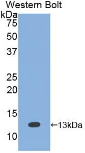 Polyclonal Antibody to Bone Morphogenetic Protein 7 (BMP7)