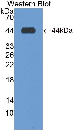 Polyclonal Antibody to Bone Morphogenetic Protein 7 (BMP7)