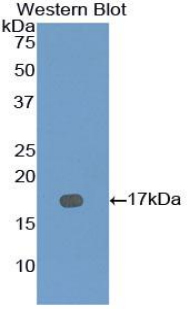 Polyclonal Antibody to Bone Morphogenetic Protein 7 (BMP7)