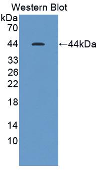 Polyclonal Antibody to Cholecystokinin (CCK)