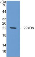 Polyclonal Antibody to Nitric Oxide Synthase 1, Neuronal (NOS1)