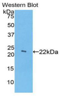 Polyclonal Antibody to Haptoglobin (Hpt)