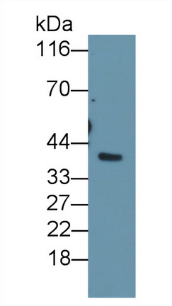 PAA817Cp01.jpg