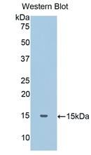 Polyclonal Antibody to Haptoglobin (Hpt)