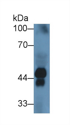 Polyclonal Antibody to Haptoglobin (Hpt)