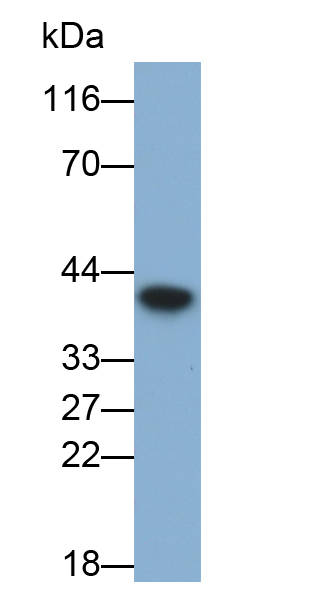 Polyclonal Antibody to Haptoglobin (Hpt)