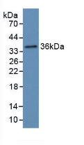 Polyclonal Antibody to Haptoglobin (Hpt)