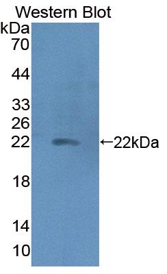 Polyclonal Antibody to Haptoglobin (Hpt)