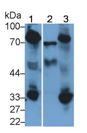 Polyclonal Antibody to Coagulation Factor II (F2)